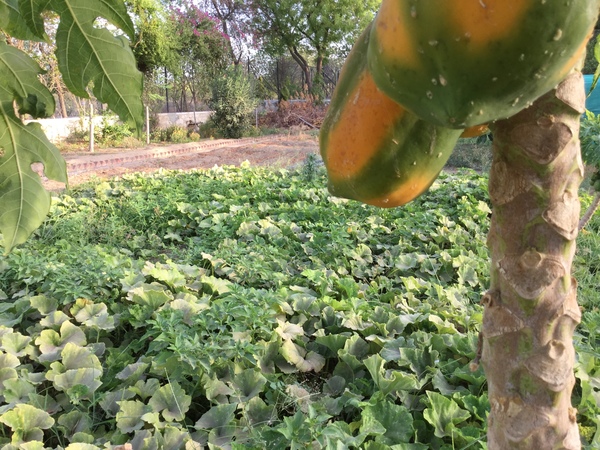 pumpkin patch   European seeds 600
